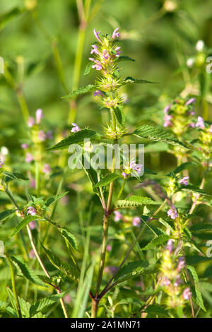 Lamium (dead-ortiche) impianto in Prato Foto Stock