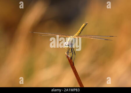 Libellula Foto Stock