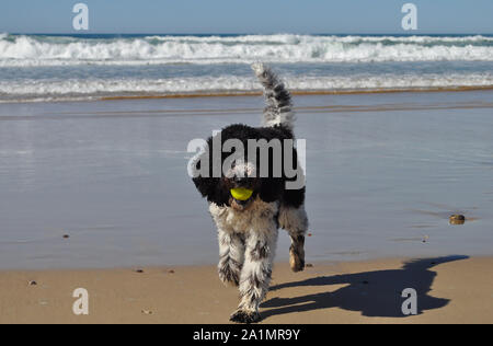 Australian Labradoodle cane giocando fetch con una palla da tennis sulla spiaggia, Port Macquarie, NSW, Australia Foto Stock