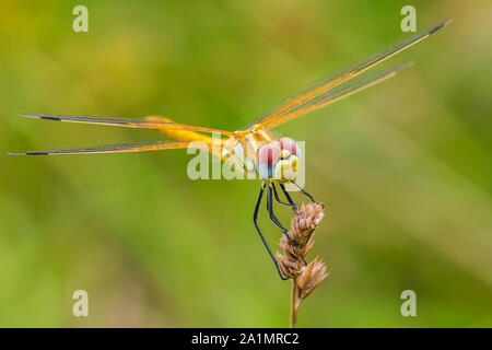 Close-up di un Sympetrum fonscolombii, rosso-venato darter o nomad poggiante sulla vegetazione Foto Stock