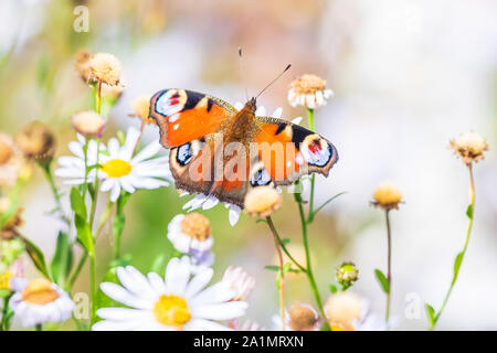 Aglais io, farfalla pavone impollinatori e alimentazione su fiori bianchi in un prato. Foto Stock