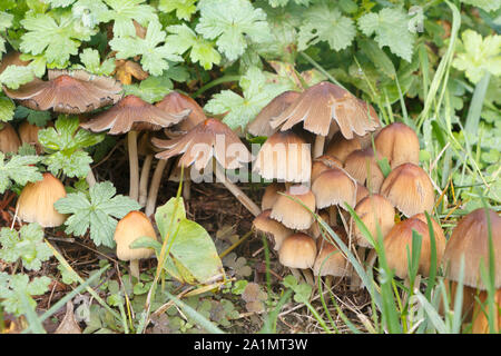 Luccicante inkcap funghi nel prato di un giardino durante l'autunno Foto Stock