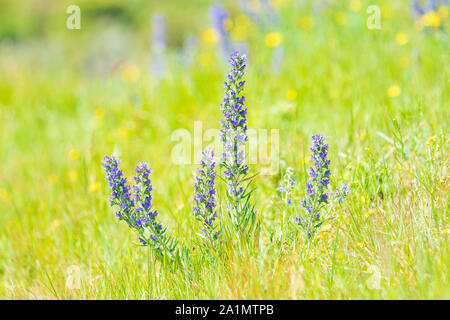 Blueweed o viper dell bugloss, Echium vulgare, fiori che sbocciano in un prato. Messa a fuoco selettiva e luce naturale Foto Stock