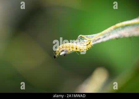 Primo piano di una peste bruchi larve della famiglia Yponomeutidae o ermellino falene, formata di veli comunale intorno ad un albero. Foto Stock