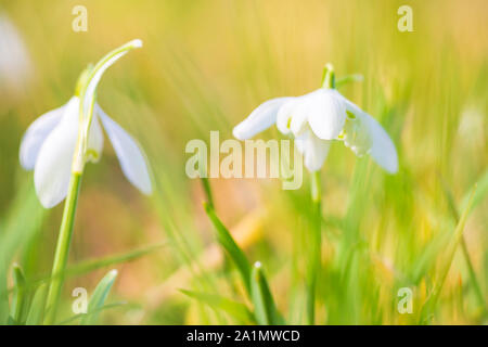 Common snowdrop Galanthus nivalis fiori che sbocciano nella luce del sole su un prato verde. piccole profondità di messa a fuoco la tecnica. Foto Stock