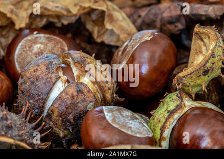 Conkers dall'Ippocastano (Aesculus hippocastanum) con uno conker circa a scoppio della sansa Foto Stock