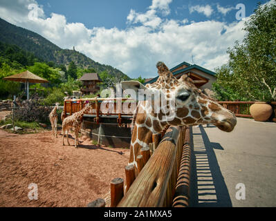 Uno raramente ottiene per andare negli occhi con una giraffa, ma è possibile allo Cheyenne Mountain Zoo in Colorado Springs, Colorado Foto Stock