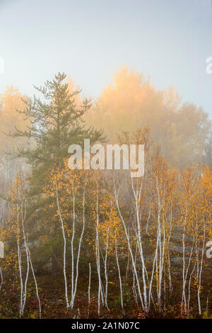 In autunno le betulle nella nebbia, maggiore Sudbury, Ontario, Canada Foto Stock