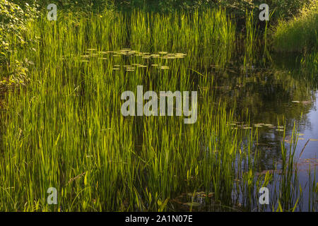 Water Lilies sulla forcella est del fiume Chippewa. Foto Stock