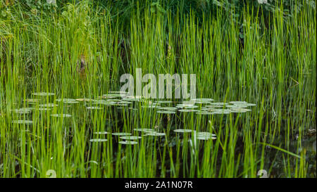 Water Lilies sulla forcella est del fiume Chippewa. Foto Stock