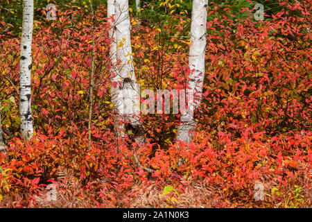 Tronchi di betulla sul lato della strada con un underory circostante di uva passa e honeysuckle selvatiche del nord in autunno, il Sudbury più grande, Ontario, Canada Foto Stock