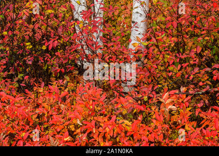 Tronchi di betulla sul lato della strada con un underory circostante di uva passa e honeysuckle selvatiche del nord in autunno, il Sudbury più grande, Ontario, Canada Foto Stock