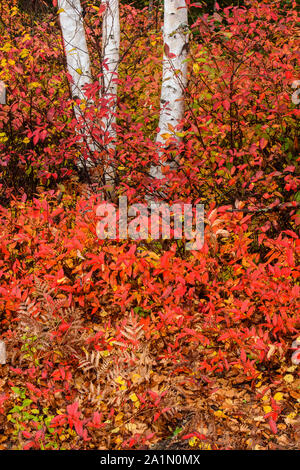 Tronchi di betulla sul lato della strada con un underory circostante di uva passa e honeysuckle selvatiche del nord in autunno, il Sudbury più grande, Ontario, Canada Foto Stock