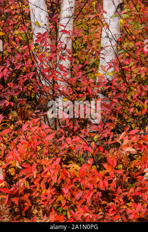 Tronchi di betulla sul lato della strada con un underory circostante di uva passa e honeysuckle selvatiche del nord in autunno, il Sudbury più grande, Ontario, Canada Foto Stock