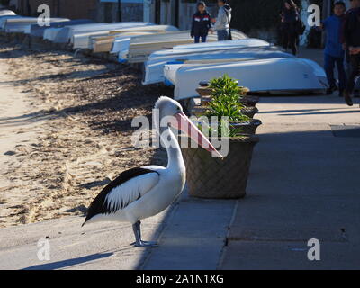 Pelican Waterfront Watsons Sydney Australia Foto Stock