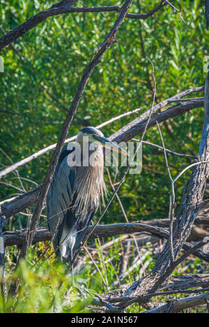 Airone blu (Ardea erodiade) in piedi sul vecchio albero di pioppi neri americani al di sopra di acqua di stagno, Castle Rock Colorado US. Foto scattata in agosto. Foto Stock
