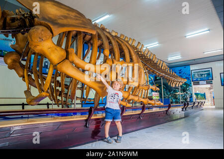 NHA TRANG, VIETNAM - 16 GENNAIO 2017 uno scheletro di balene al Museo Nazionale Oceanografico di . Offre interessanti mostre sulla vita marina locale Foto Stock