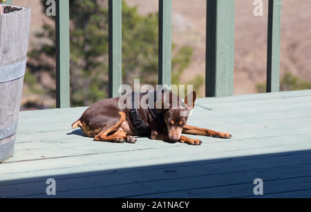 Marrone cane MinPin agghiacciante al sole sul ponte Foto Stock