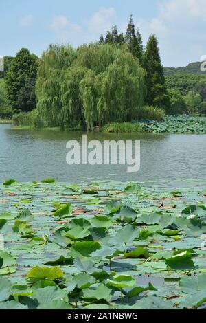 Esplorare e ammirare Lihu a Wuxi, Cina Foto Stock