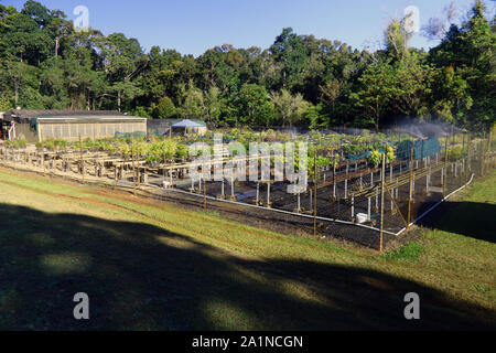 Nativo di tree nursery per alpeggi Consiglio Regionale, coltivazione di piante della foresta pluviale per progetti di revegetation, Atherton altipiano, Queensland, Australia. N Foto Stock