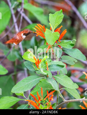 Una bella di color ruggine, maschio adulto Allen hummingbird aleggia sospeso in aria mentre si alimenta in un colorato fiore di arancia Foto Stock