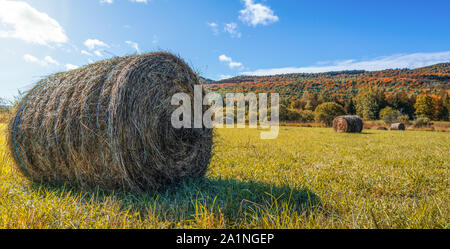 Bellissimo campo pagliaio rotoli nella stagione autunnale. Haystacks raccolto in autunno il paesaggio. Pagliaio rotoli su oro agricoltura campo. Vista stupefacente con rullo Foto Stock