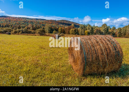 Pagliaio rotoli su oro agricoltura campo. Bellissimo campo pagliaio rotoli nella stagione autunnale. Haystacks raccolto in autunno il paesaggio. Vista stupefacente con rullo Foto Stock