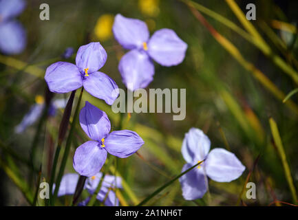 Nativi Australiani setosa bandiera viola iris fiori selvatici, Patersonia sericea, famiglia Iridaceae, fioritura in primavera lungo il piccolo Marley firetrail, Roy Foto Stock