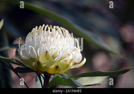 Nativi Australiani Waratah bianco, Telopea speciosissima, famiglia Proteaceae. Conosciuta come la Wirrimbirra bianco. Endemica del Nuovo Galles del Sud. Naturalmente si verificano Foto Stock