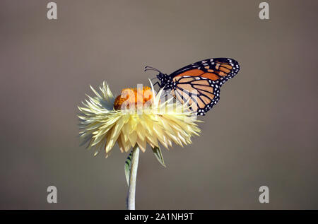 Farfalla monarca, Danaus plexippus, famiglia Nymphalidae, alimentazione su un giallo nativi Australiani daisy eterna, Xerochrysum bracteatum. Noto anche un Foto Stock