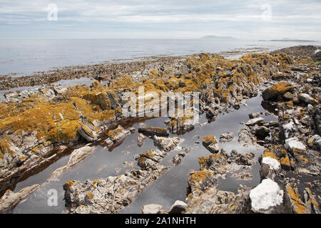 Spiaggia rocciosa vicino a North West Point Isola di carcassa nelle Isole Falkland Foto Stock