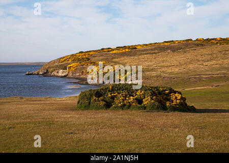 Gorse Ulex Europaeus e parete del porto Choiseul Sound Darwin East Falkland Isole Falkland Foto Stock