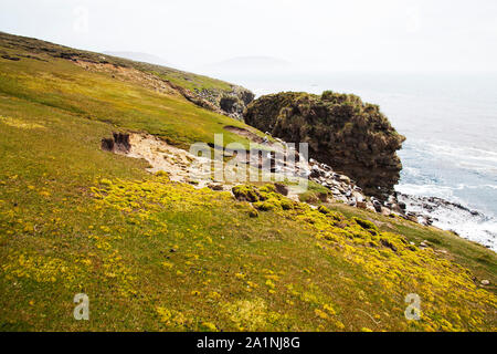 Nero-browed albatross Thalassarche melanophrys colonia in The Rookery Saunders Island Isole Falkland Foto Stock