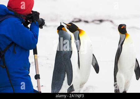 Fotografo e King penguins Aptenodytes patagonicus Volunteer Point East Falkland Isole Falkland Foto Stock