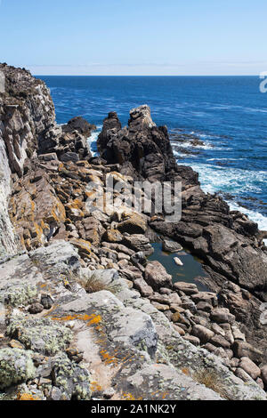 Rupi costiere Cape Tamar Pebble Island Isole Falkland British Overseas territorio Dicembre 2016 Foto Stock