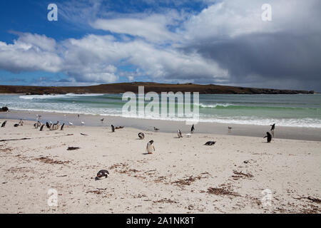 Gentoo penguin Pygoscelis papua e Magellanic penguin Spheniscus magellanicus sulla spiaggia Arina Pebble Island Isole Falkland British Overseas Territor Foto Stock