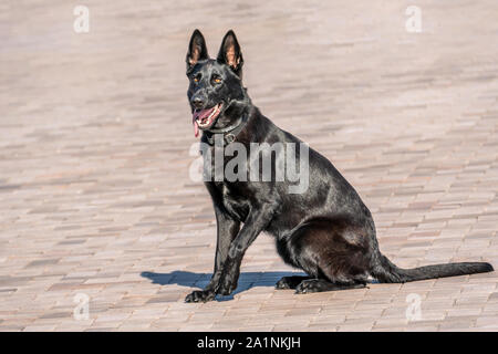 Nero il cane pastore seduto sul pavimento Foto Stock