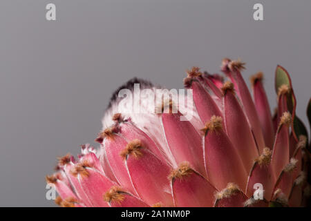 Rosa re protea fiore, South African landmark, close up ancora in fiore su sfondo grigio Foto Stock