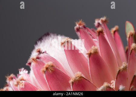 Rosa re protea fiore, South African landmark, close up ancora in fiore su sfondo grigio Foto Stock