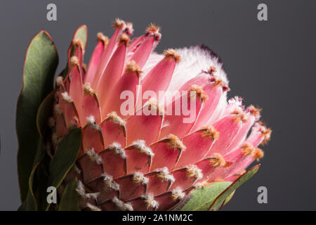 Rosa re protea fiore, South African landmark, close up ancora in fiore su sfondo grigio Foto Stock