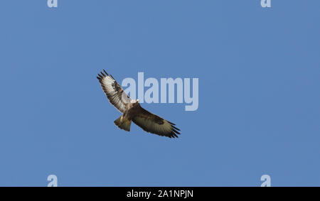 Comune buzzard, Buteo buteo, che si alza sopra, sotto il cielo blu Foto Stock