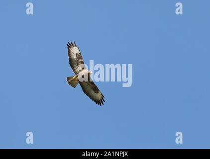 Comune buzzard, Buteo buteo, che si alza sopra, sotto il cielo blu Foto Stock