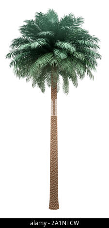 Data d'argento Palm tree isolati su sfondo bianco. 3d illustrazione Foto Stock