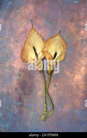 Due teste essiccate di Calla Lily o Arum lily o Zantedeschia aethiopica giacente sul rame offuscata Foto Stock