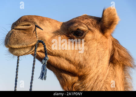 Cammello nel deserto di Thar. Jaisalmer. Rajasthan in India Foto Stock