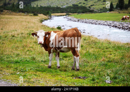 Mucche al pascolo. Krimmler Achen valley. Parco Nazionale degli Alti Tauri. Alpi austriache. Foto Stock