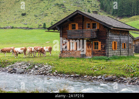 In legno e alm mucche al pascolo. Krimmler Achen valley. Parco Nazionale degli Alti Tauri. Alpi austriache. Foto Stock