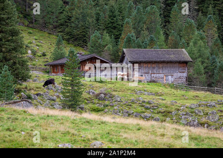 Alpine in legno alm e mucche al pascolo. Krimmler Achen valley. Parco Nazionale degli Alti Tauri. Alpi austriache. Foto Stock