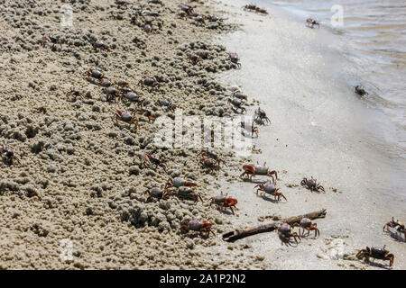 Molti granchi stanno camminando sul driftwood beach in Jekyll Island, GEORGIA, STATI UNITI D'AMERICA Foto Stock