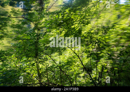 Albero acqua warterfall croazia Foto Stock